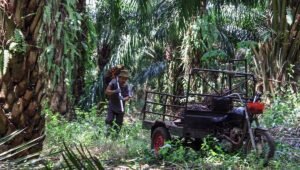 Palm Oil Magazine