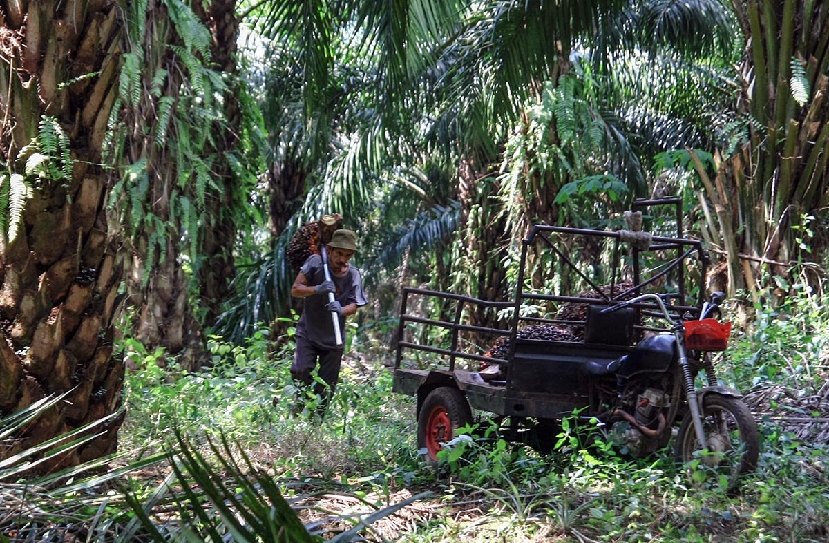 Palm Oil Magazine
