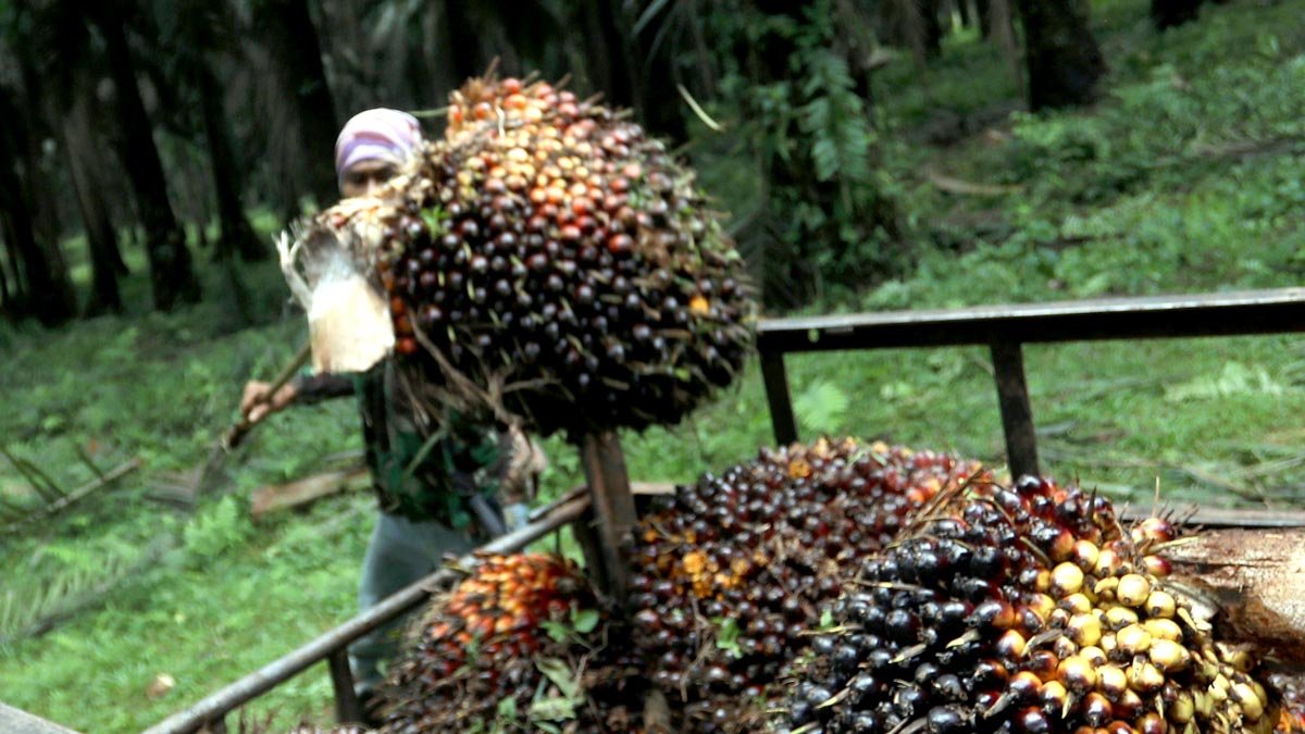 Palm Oil Magazine