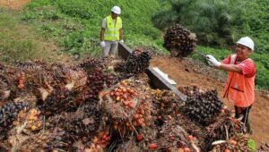 Palm Oil Magazine