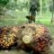 Palm Oil Magazine