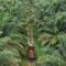 Palm Oil Magazine
