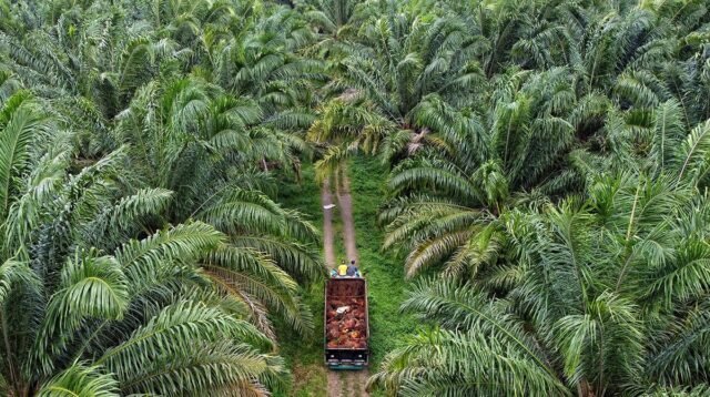 Palm Oil Magazine