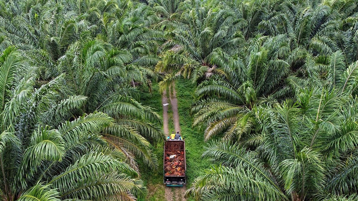 Palm Oil Magazine