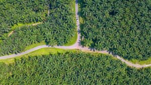 Palm Oil Magazine