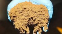 Lampung Ships 14,000 Tons of Palm Kernel Expeller to New Zealand, Expanding Palm Byproduct Exports Palm Oil Magazine