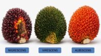 Palm Oil Magazine