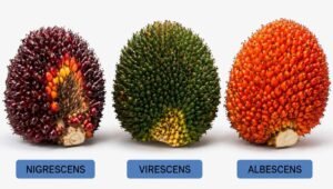 Palm Oil Magazine
