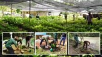 Palm Oil Smallholders Plant 5,000 Trees to Restore Ecosystems in Aceh Tamiang Palm Oil Magazine