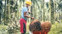 Palm Oil Magazine