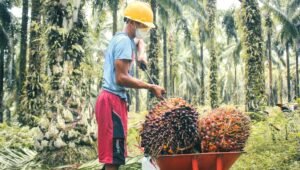 Palm Oil Magazine