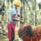 Palm Oil Magazine