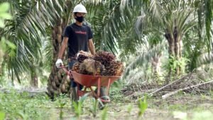 Palm Oil Magazine