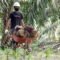 Palm Oil Magazine