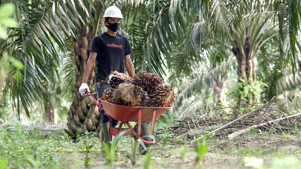Indonesian Lawmaker Urges Agrinas to Put Smallholder Cooperatives at the Center of Palm Oil Estate Management Palm Oil Magazine