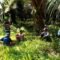Palm Oil Magazine