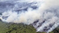 BMKG Warns of Higher Forest Fire Risk in September 2026, Jambi Among Key Hotspots Palm Oil Magazine