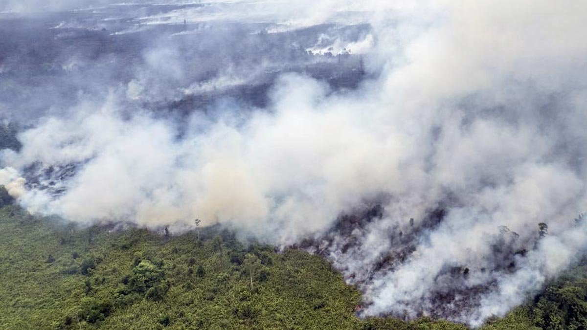 BMKG Warns of Higher Forest Fire Risk in September 2026, Jambi Among Key Hotspots Palm Oil Magazine