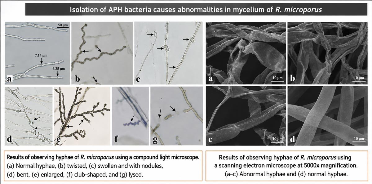 Microbial and Nanoencapsulation Technologies