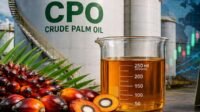 Malaysia CPO Prices Seen Supported in H2 2026 Despite Higher Palm Oil Stocks Palm Oil Magazine