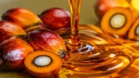 Indonesia’s KPBN CPO Price Rises, Malaysia Palm Oil Futures Hit Four-Month High Palm Oil Magazine