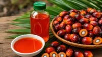 CPO Prices Slide as Bursa Malaysia Falls 1.88%, KPBN Tender Withdraws Palm Oil Magazine