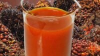 Palm Oil Magazine
