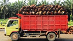Palm Oil Magazine