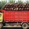 Palm Oil Magazine