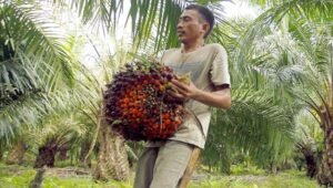 Palm Oil Magazine