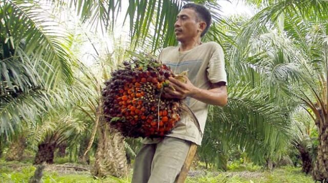 Palm Oil Magazine
