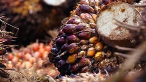 Palm Oil Magazine