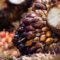 Palm Oil Magazine