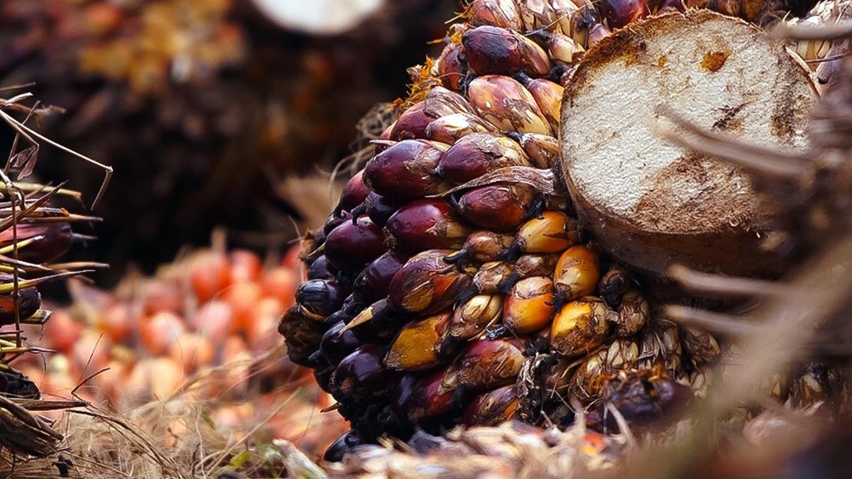 Indonesia’s Palm Oil Export Policy Spurs India’s Push for Edible Oil Self-Sufficiency Palm Oil Magazine