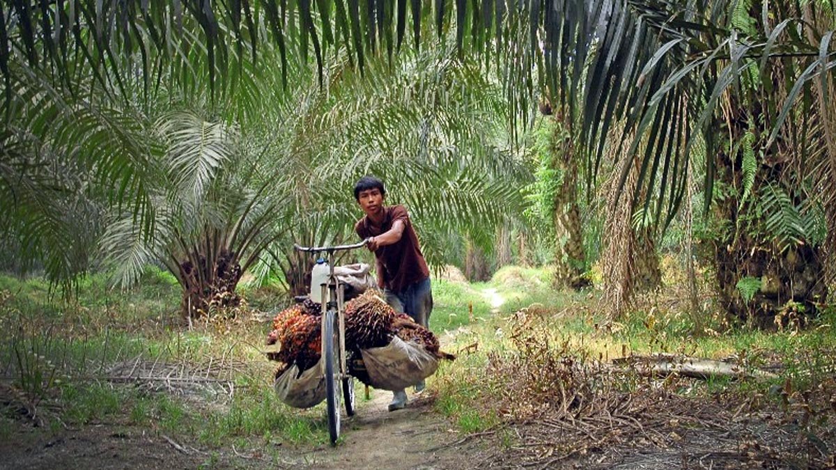Riau Independent Smallholder FFB Prices Fall to IDR 3,874.89 per Kg for Aug. 12-18 Palm Oil Magazine