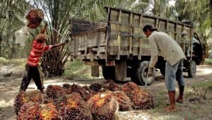 Palm Oil Magazine