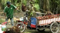 Riau Independent Smallholder FFB Price Falls IDR 40.50/kg Palm Oil Magazine