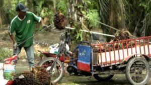 Palm Oil Magazine