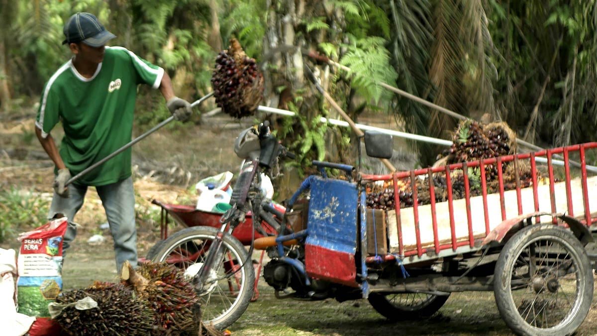 Palm Oil Magazine