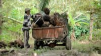 East Kalimantan FFB Price Rises to IDR 3,561.69/kg in First Half of August 2026 Palm Oil Magazine