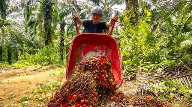 Palm Oil Magazine