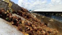 CPO Prices at KPBN Inacom Rise to IDR 15,650/kg Despite Weaker Malaysian Palm Oil Futures Palm Oil Magazine