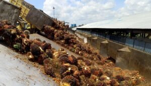 Palm Oil Magazine