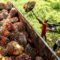 Palm Oil Magazine