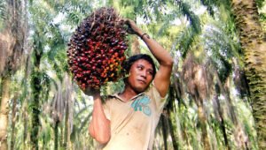 Palm Oil Magazine