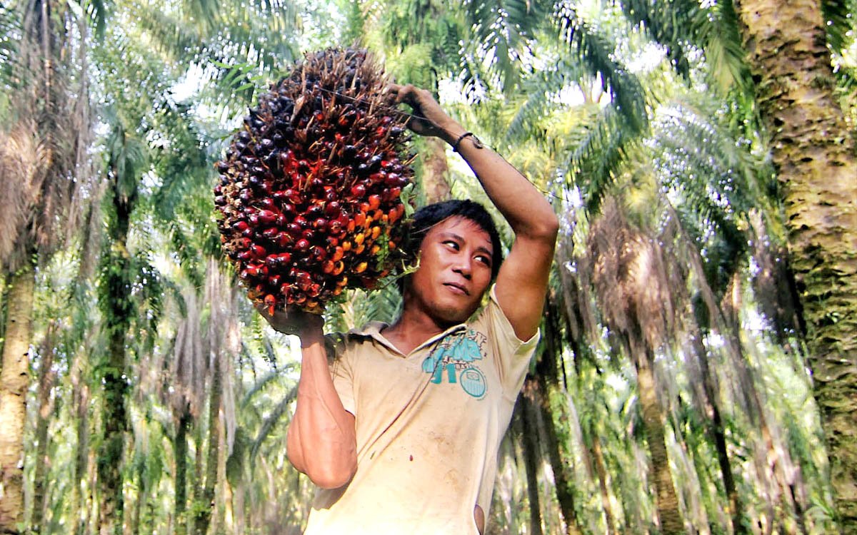 Palm Oil Magazine
