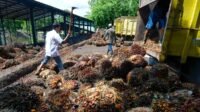 Riau Plasma FFB Price Rises Rp26.56 to Rp4,011.82/Kg Palm Oil Magazine
