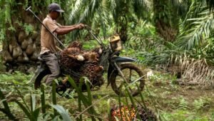 Palm Oil Magazine