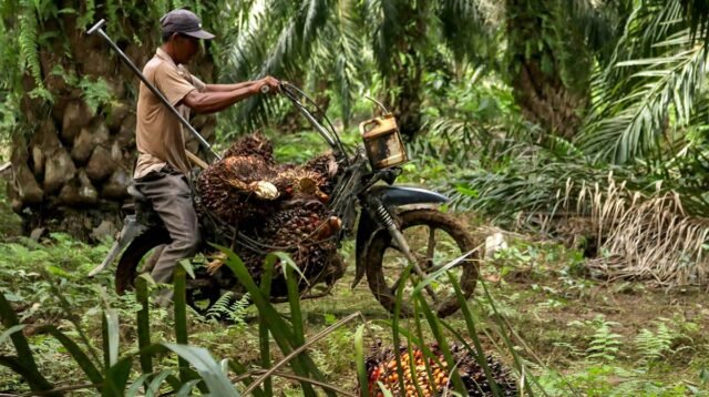 Palm Oil Magazine