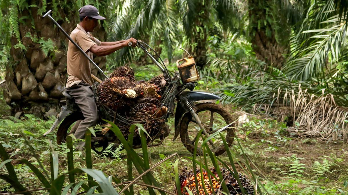 Riau Independent Smallholder FFB Prices Rise IDR 44.33/Kg, 9-Year-Old Palms Reach IDR 3,878.72 Palm Oil Magazine